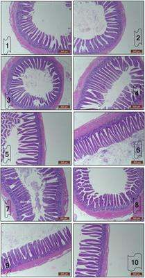In ovo Inoculation of Bacillus subtilis and <mark class="highlighted">Raffinose</mark> Affects Growth Performance, Cecal Microbiota, Volatile Fatty Acid, Ileal Morphology and Gene Expression, and Sustainability of Broiler Chickens (Gallus gallus)
